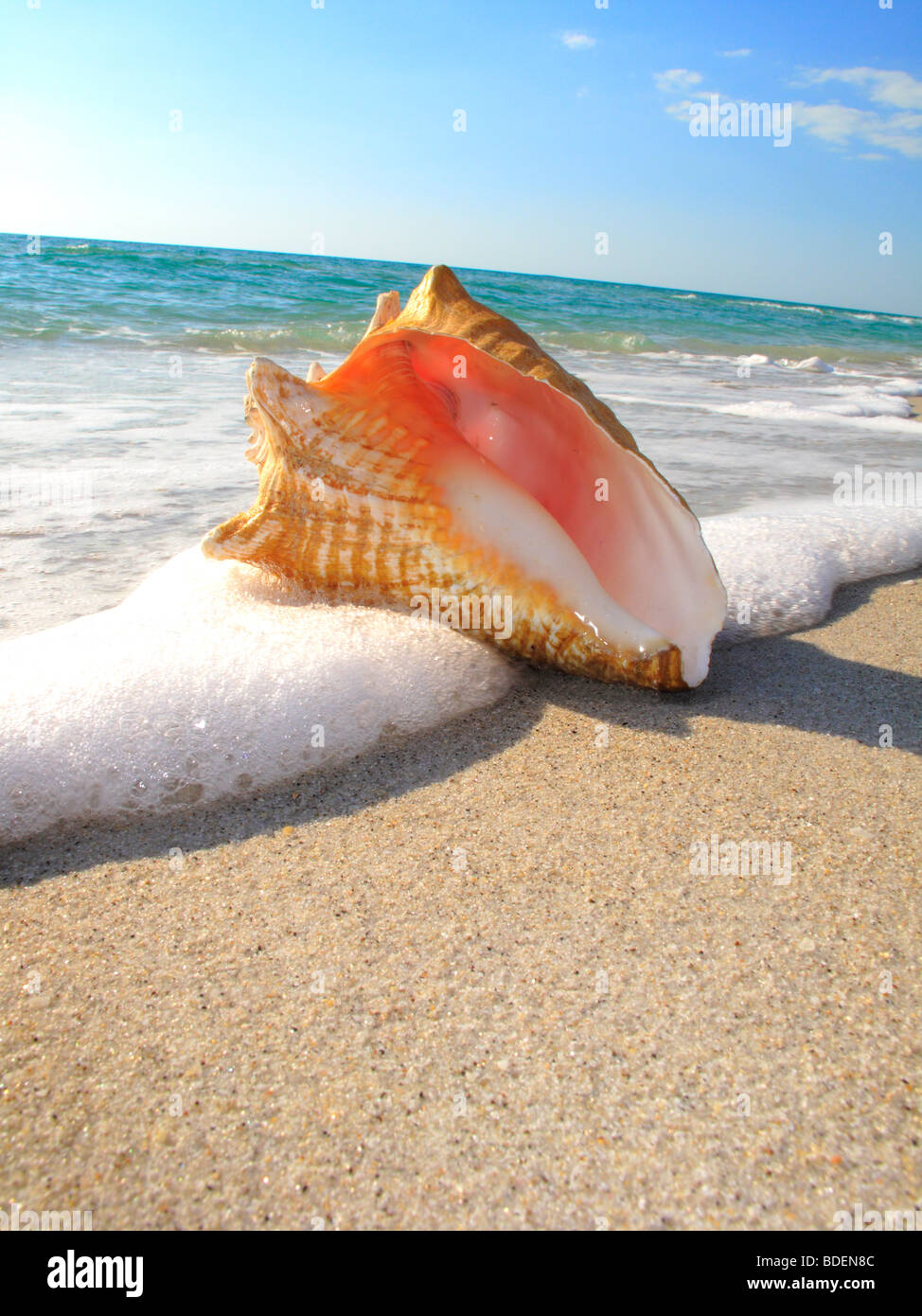 Une coquille de Conque reine sur une plage de Floride USA Banque D'Images