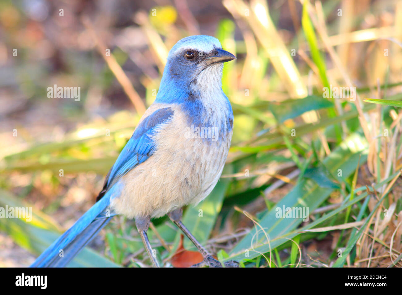 Les espèces d'oiseaux en voie de disparition appelée le Florida Scrub Jay Banque D'Images