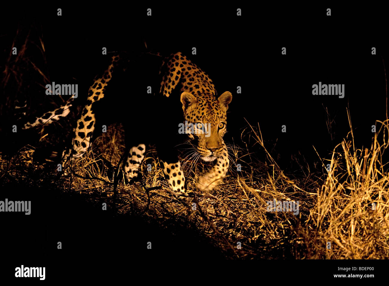 Leopard dans la nuit du Parc National Kruger, Afrique du Sud. Banque D'Images