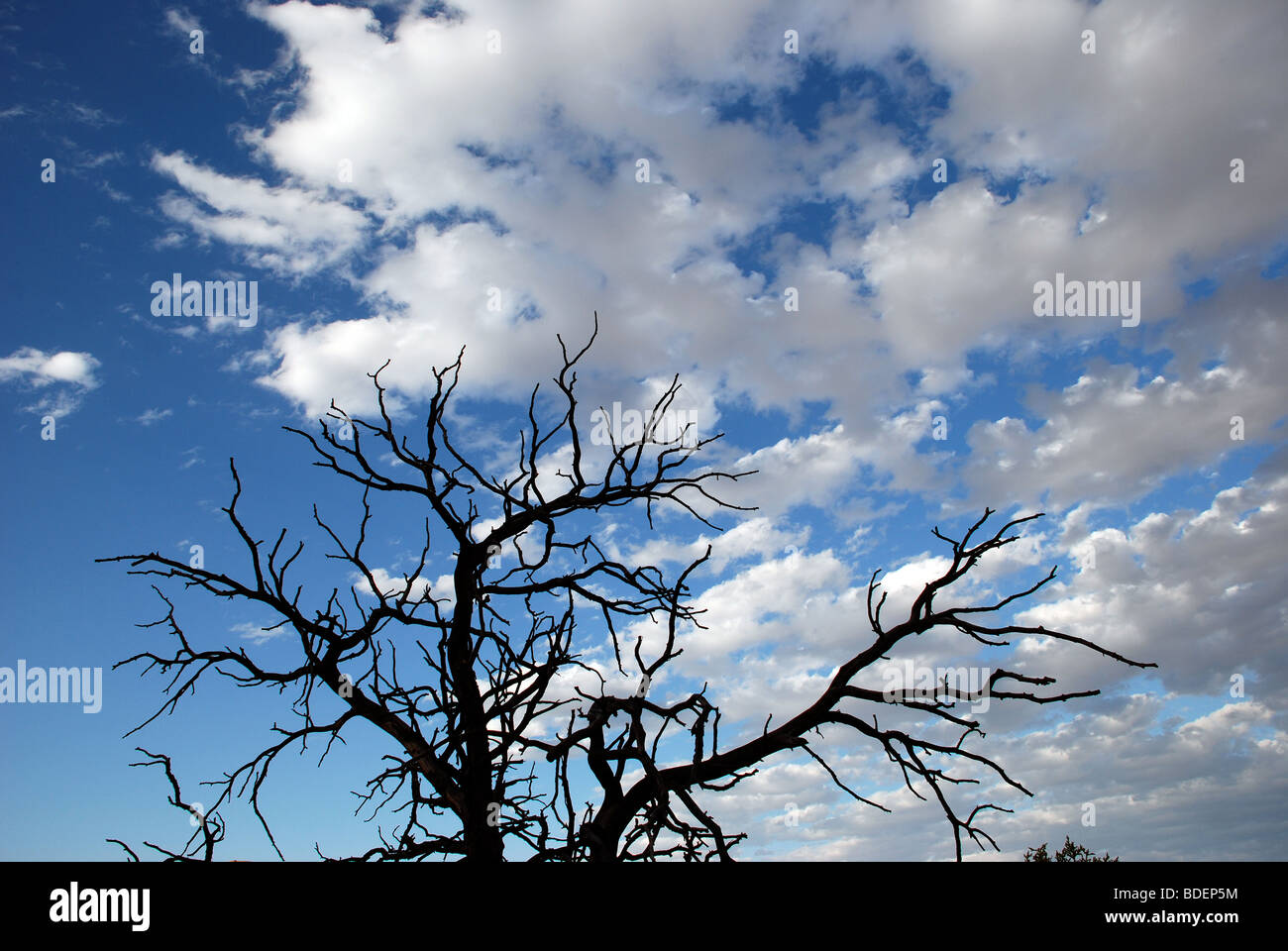 Vieux, arbres morts dans Arches National Park Banque D'Images
