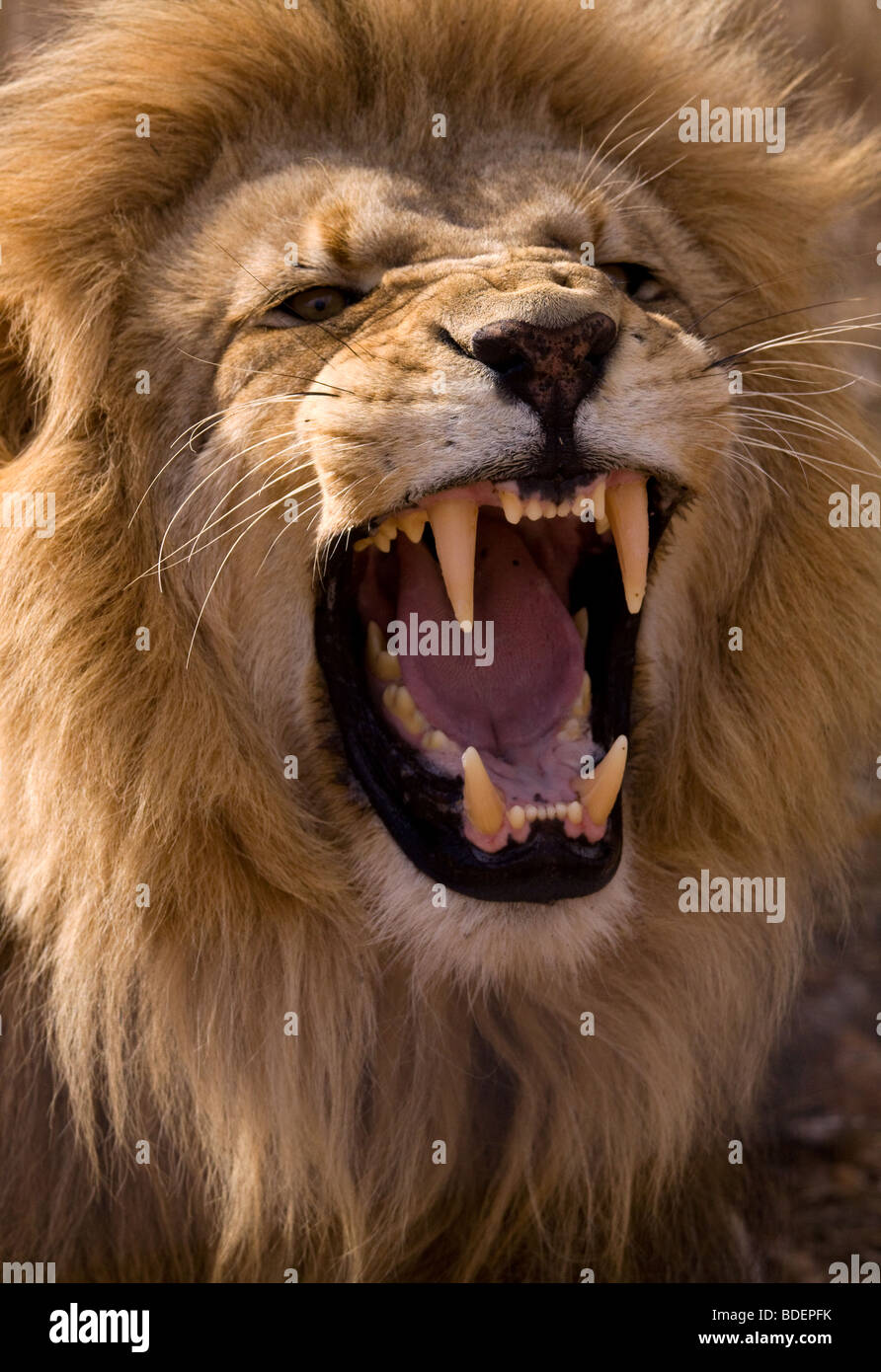Lion mâle montrant l'agression et à l'homme, rugissant du parc Kruger. Banque D'Images