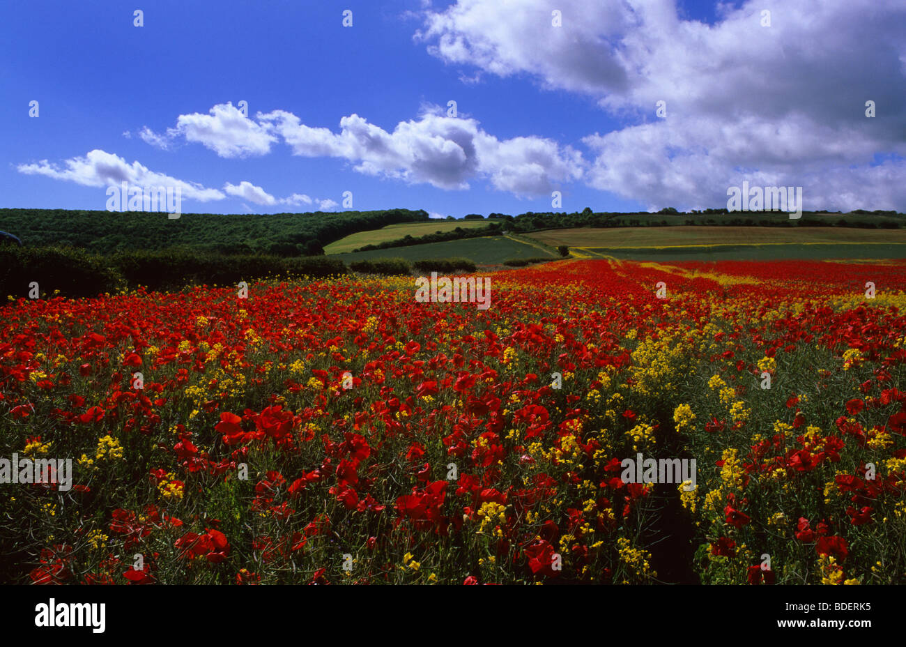 Prairie pleine de fleurs de pavot sur belle journée d'été près de Scarborough dans le Yorkshire UK Banque D'Images