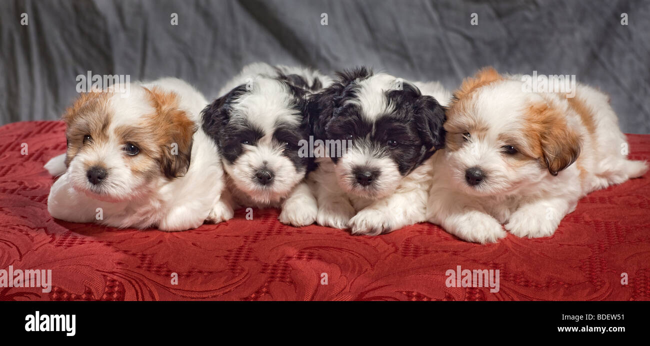 Le Coton de Tuléar est un petit chien de race. Banque D'Images