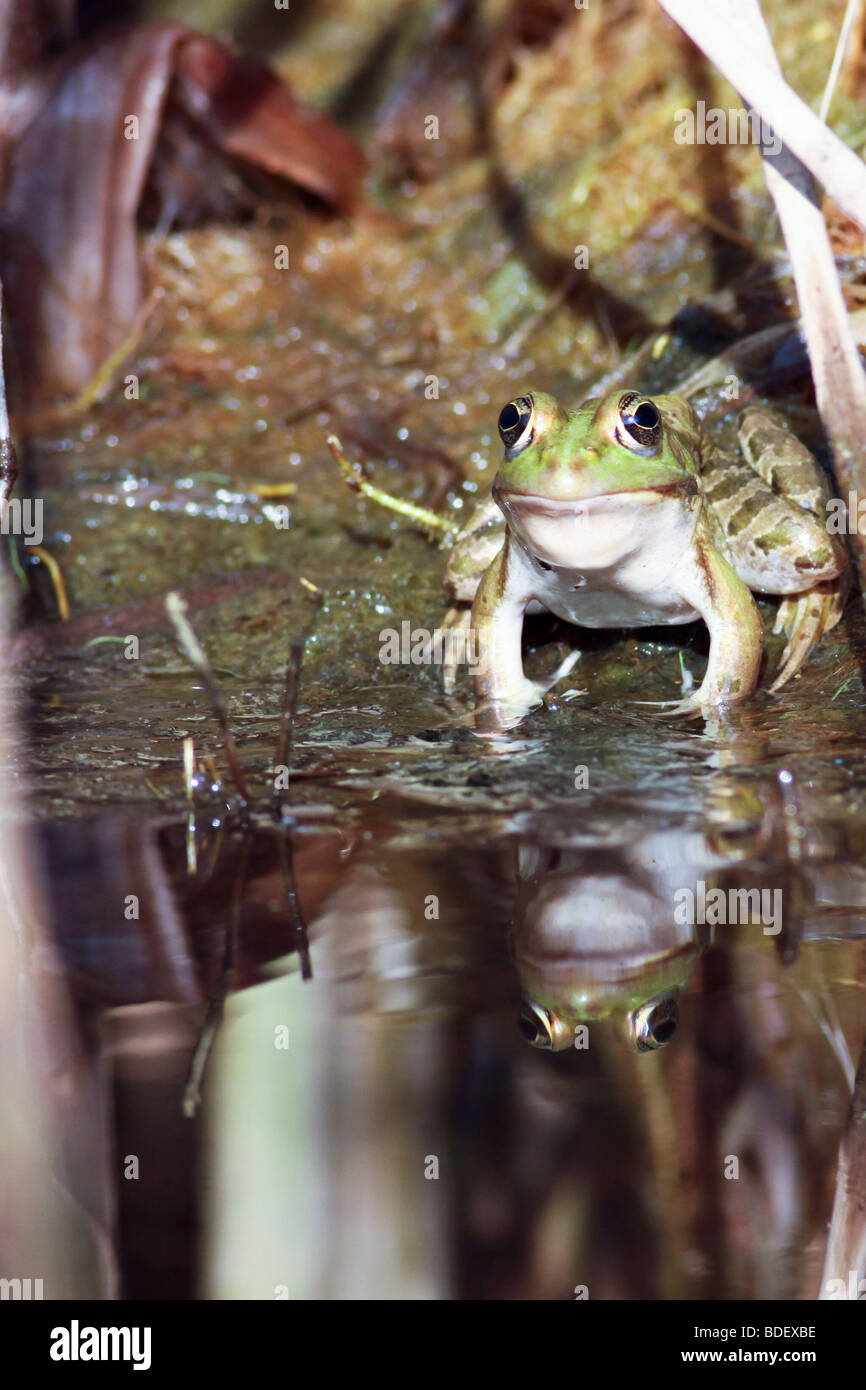 Crapaud vert Bufo viridis européenne Banque D'Images