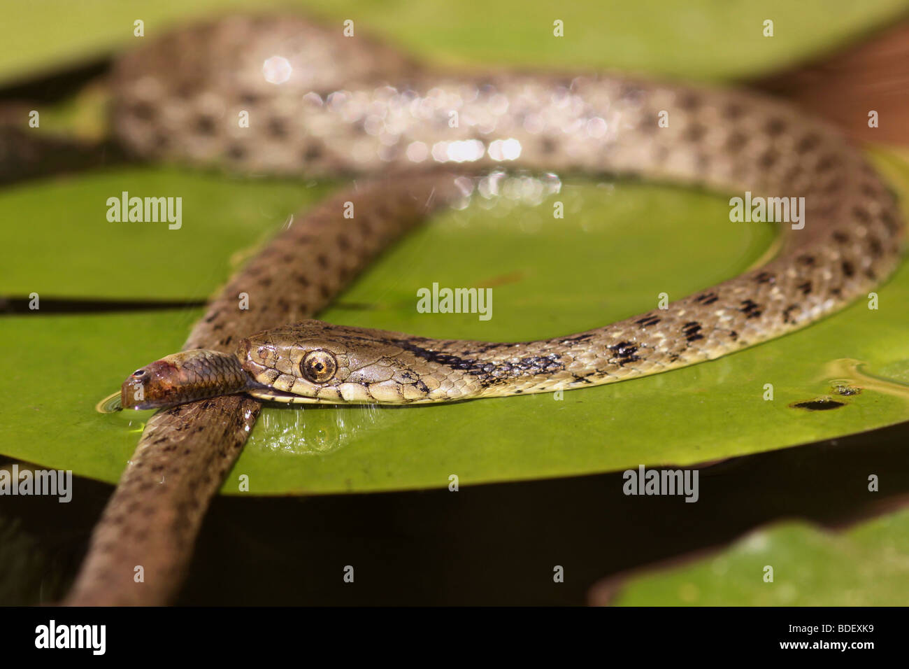Yam's (Natrix tessellata) serpent avale un poisson Banque D'Images