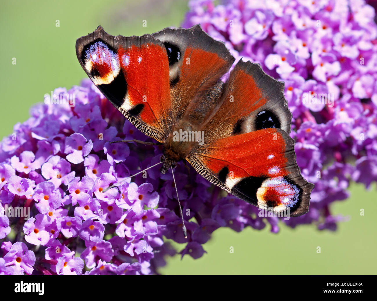 Peacock Butterfly (inachis io) sur Buddleia Banque D'Images