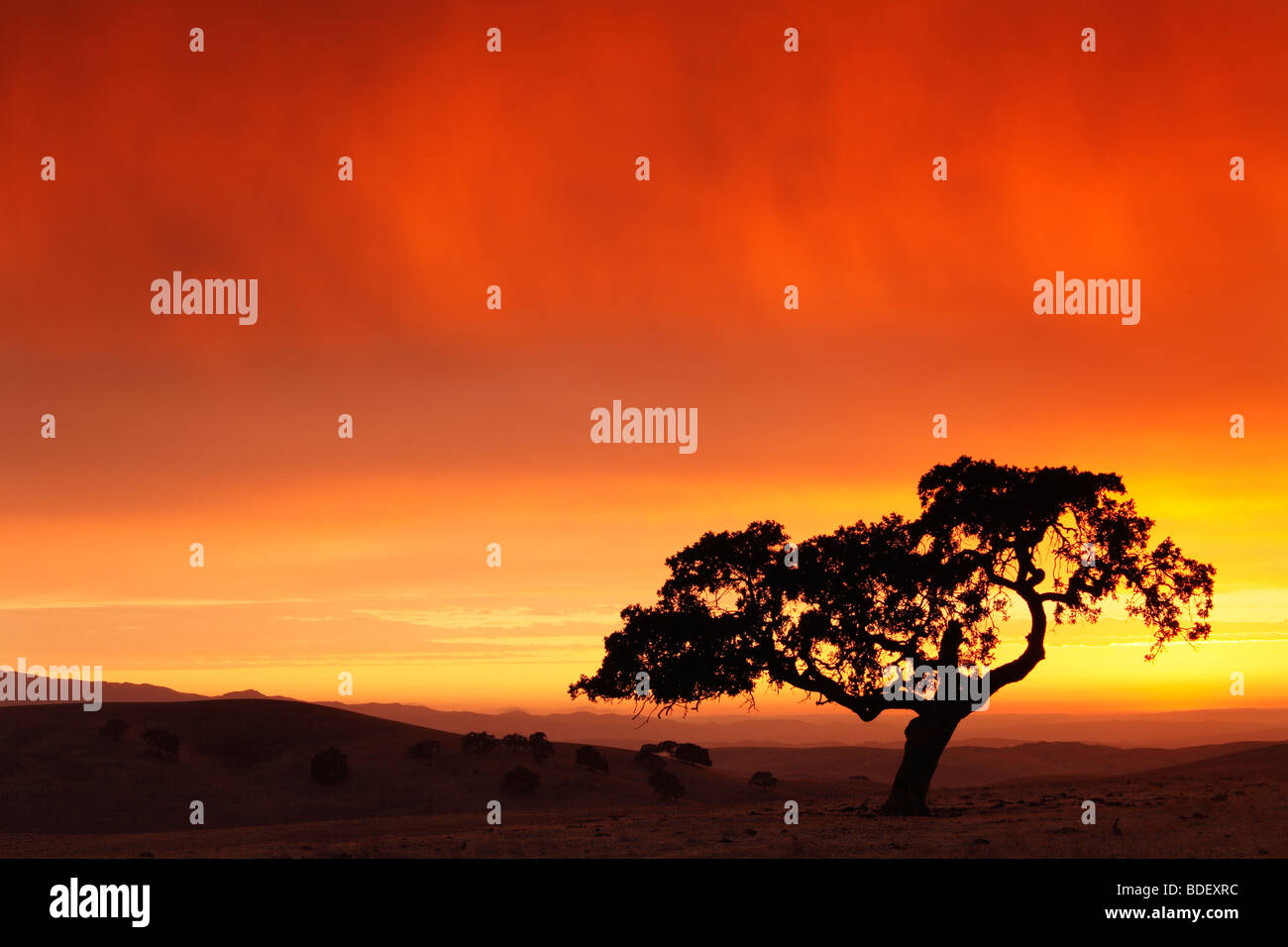 Oak tree silhouette avec ciel coucher de soleil spectaculaire Banque D'Images