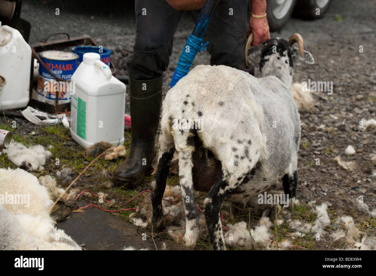 Tonte de moutons dans le Yorkshire, Royaume-Uni Banque D'Images