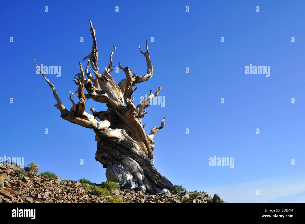 Bristlecone Pine Tree à partir de la forêt de pin dans la forêt nationale d'Inyo, Montagnes Blanches, en Californie Banque D'Images