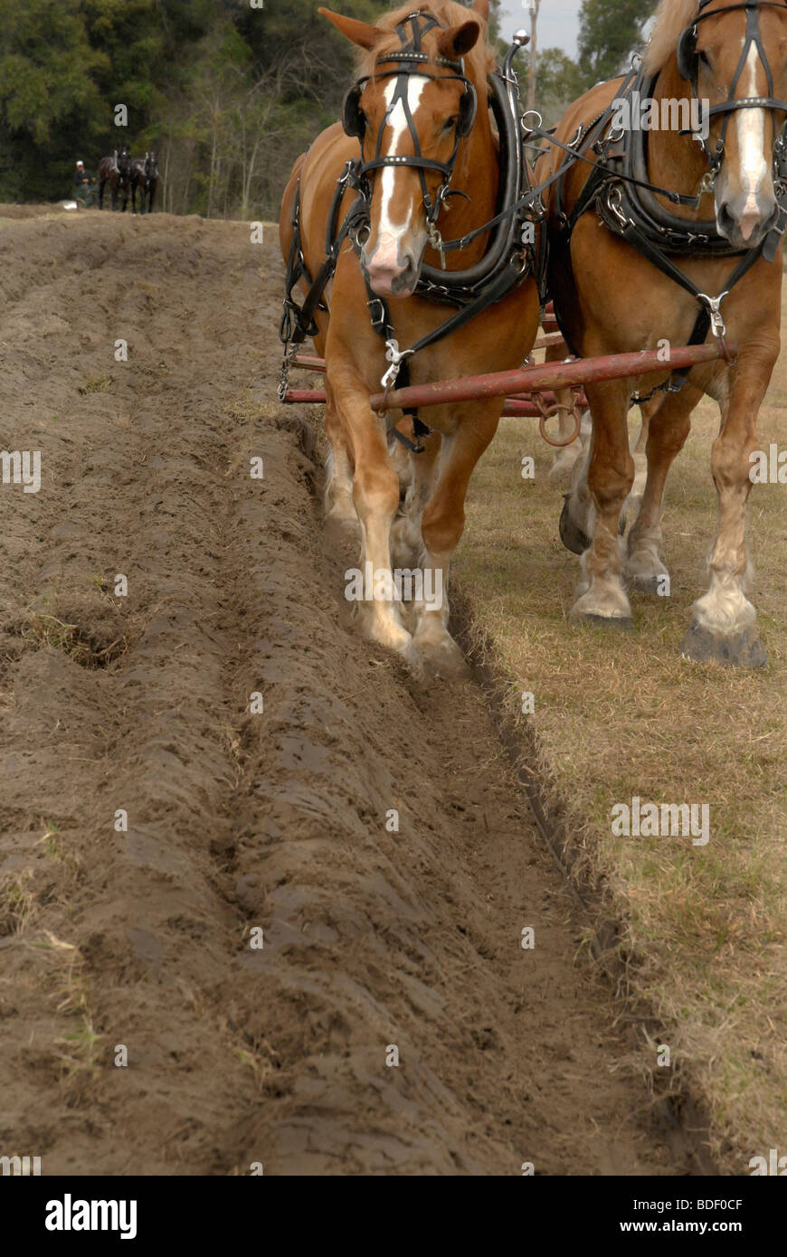 Festival annuel de jours de charrue à Dudley, lieu historique de La Ferme, Parc d'état de Newberry, Floride--Registre National des Endroits Historiques. Banque D'Images