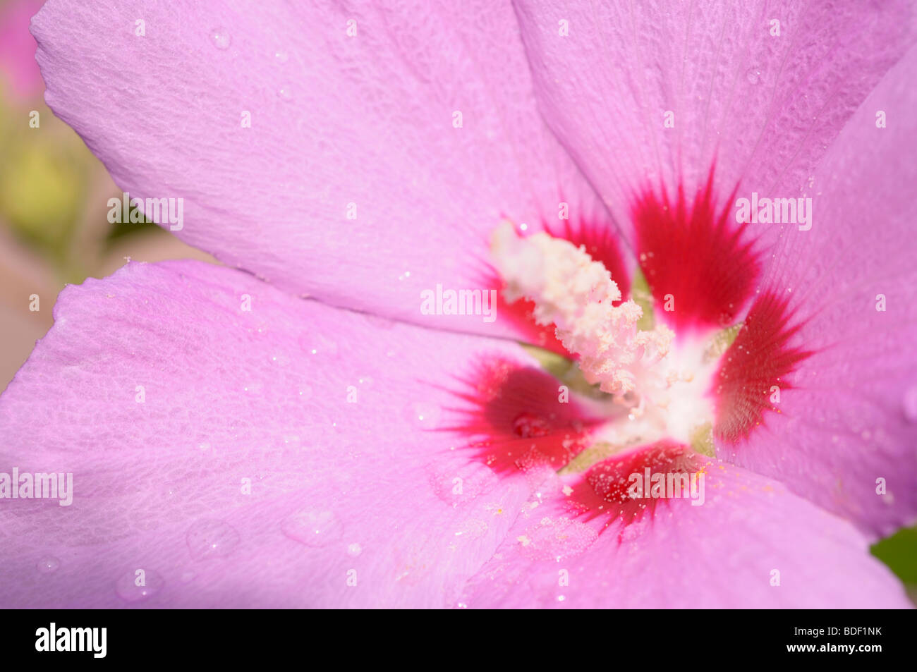Close-up of Hibiscus syriacus a.k.a Rose de Sharon Banque D'Images
