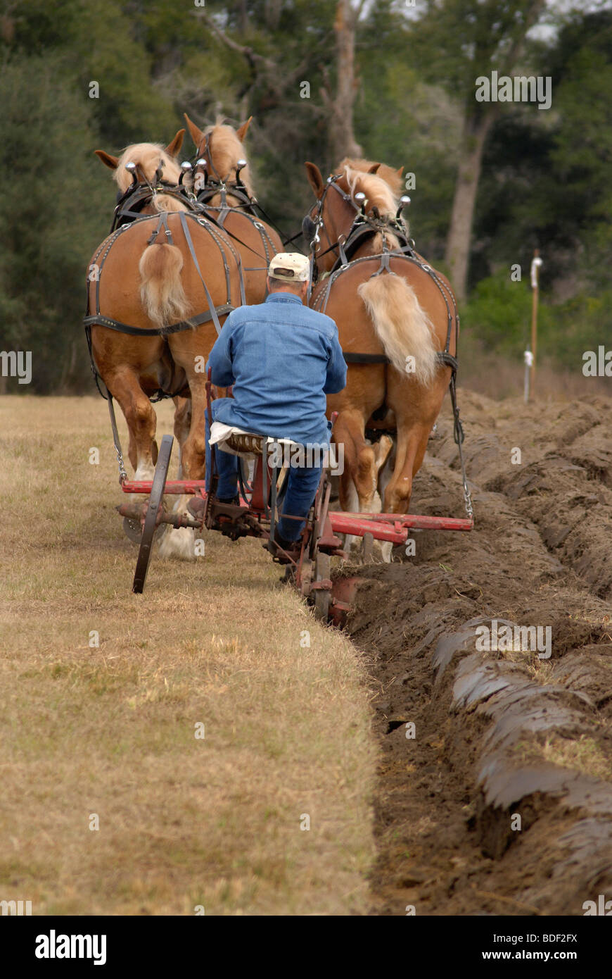 Festival annuel de jours de charrue à Dudley, lieu historique de La Ferme, Parc d'état de Newberry, Floride--Registre National des Endroits Historiques. Banque D'Images