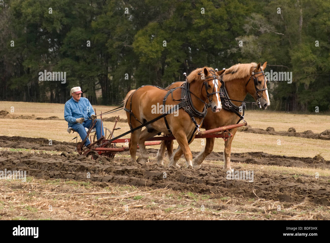 Festival annuel de jours de charrue à Dudley, lieu historique de La Ferme, Parc d'état de Newberry, Floride--Registre National des Endroits Historiques. Banque D'Images
