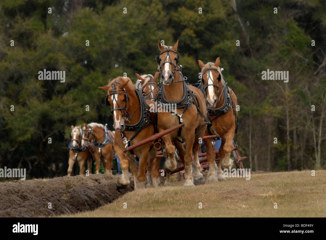 Festival annuel de jours de charrue à Dudley, lieu historique de La Ferme, Parc d'état de Newberry, Floride--Registre National des Endroits Historiques. Banque D'Images