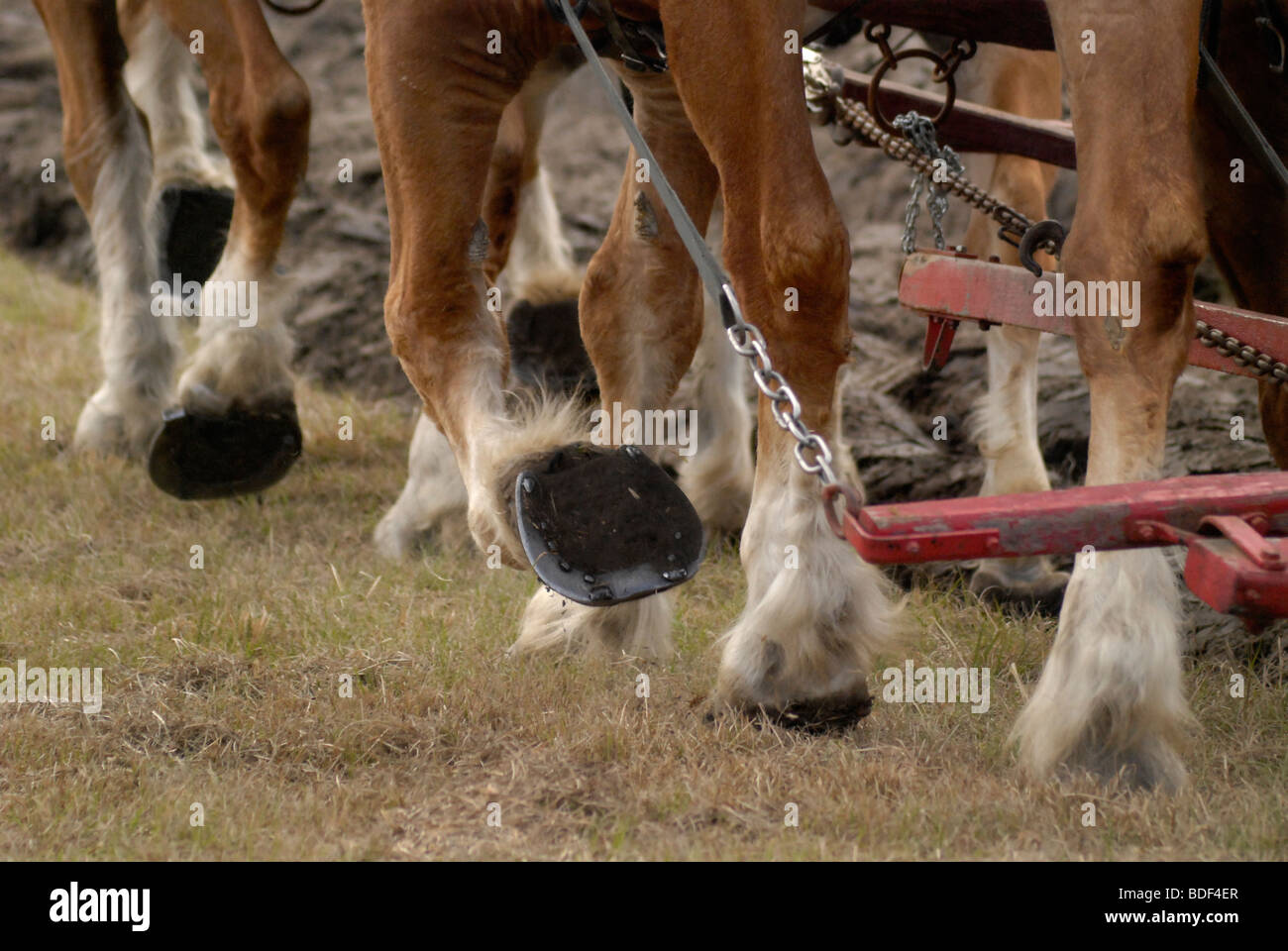 Festival annuel de jours de charrue à Dudley, lieu historique de La Ferme, Parc d'état de Newberry, Floride--Registre National des Endroits Historiques. Banque D'Images