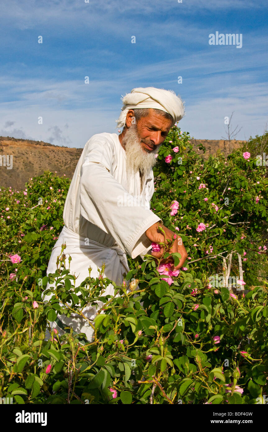Cueillette de villageois pour faire de l'eau de rose roses dans Al-Jabal al-akdar région Sultanat d'Oman Banque D'Images