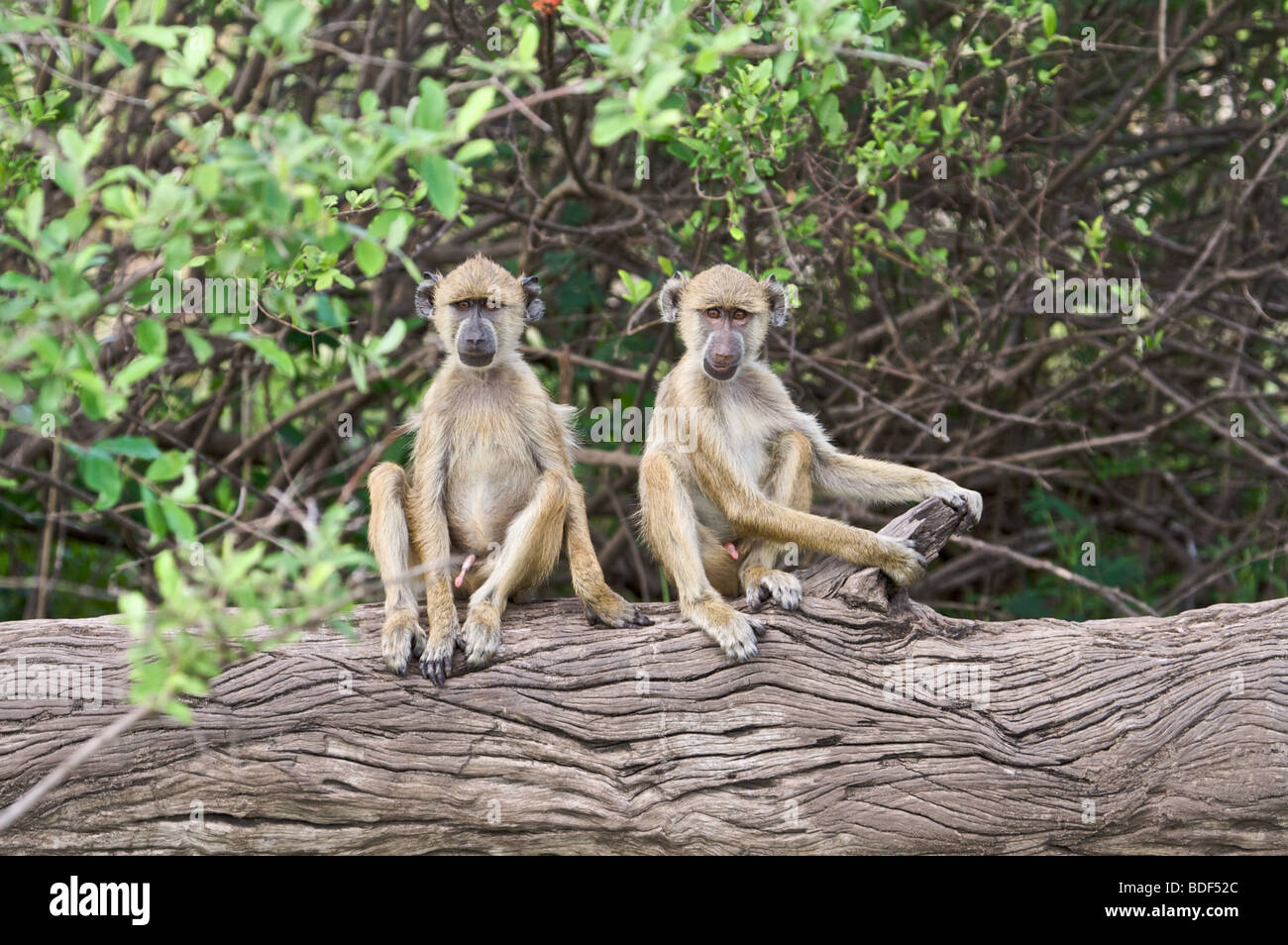 Babouin jaune de Selous en Tanzanie, région d'Afrique de l'Est Banque D'Images