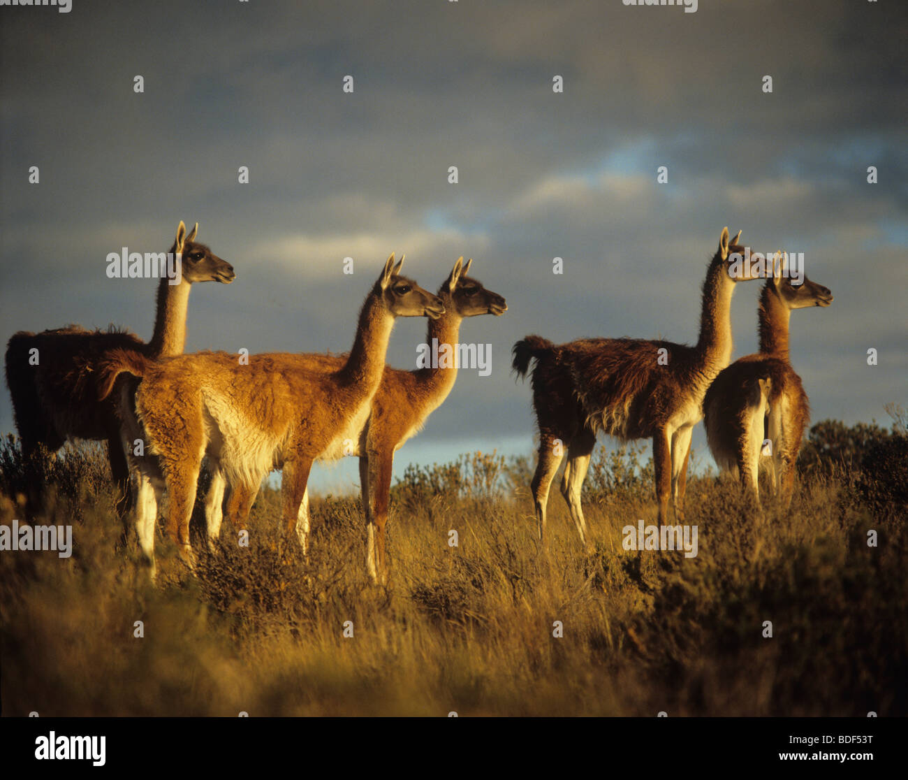 L'Argentine, Patagonie, la Province de Chubut, Cabo Dos Bahías, Guanacos Banque D'Images