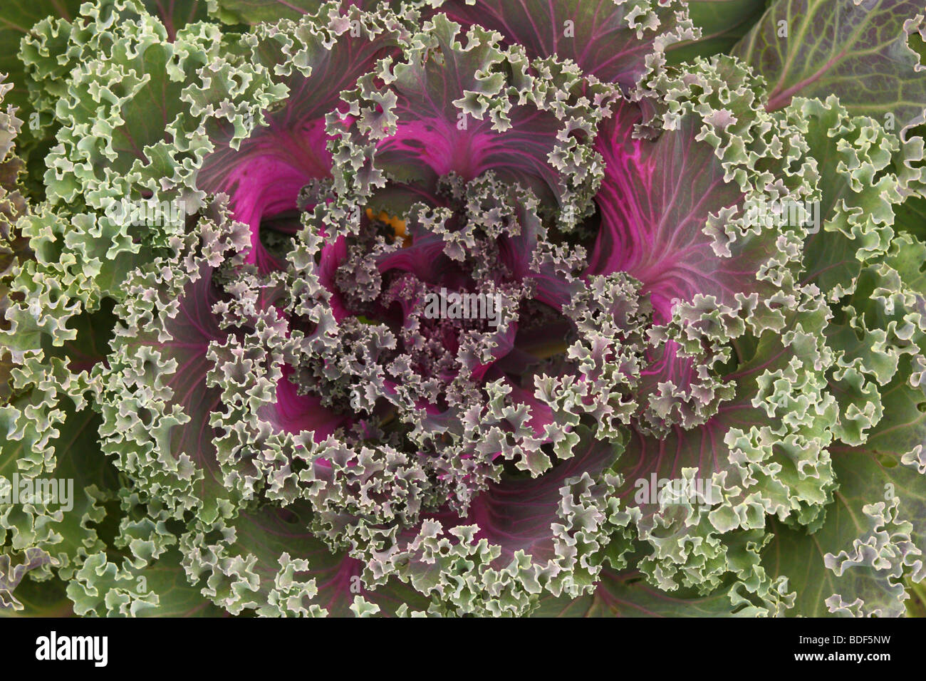 Chou ornemental close up Brassica oleracea Banque D'Images