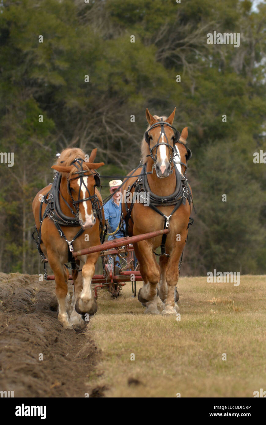 Festival annuel de jours de charrue à Dudley, lieu historique de La Ferme, Parc d'état de Newberry, Floride--Registre National des Endroits Historiques. Banque D'Images