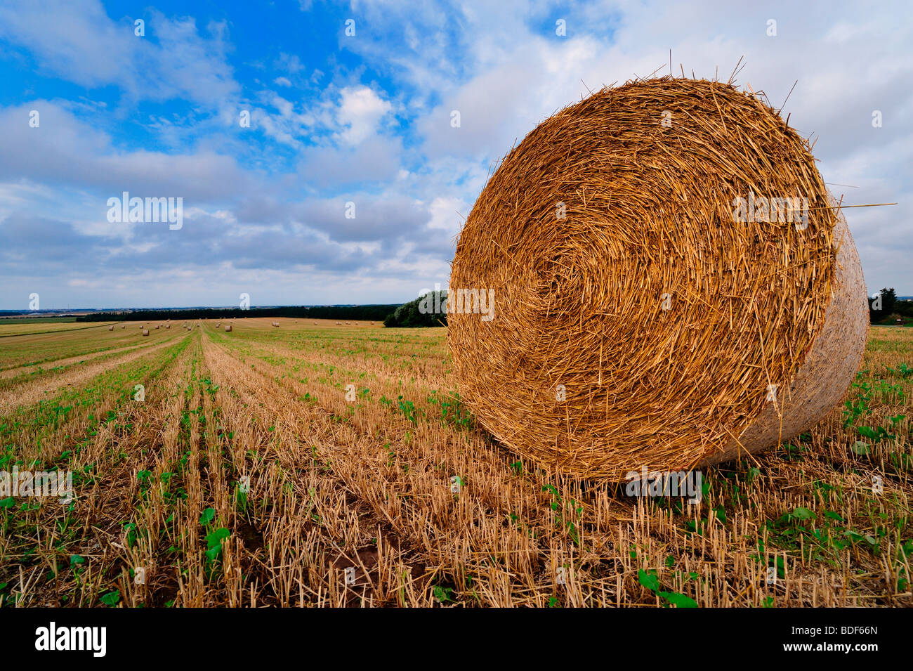 Botte de paille sur les terres agricoles au Danemark Banque D'Images
