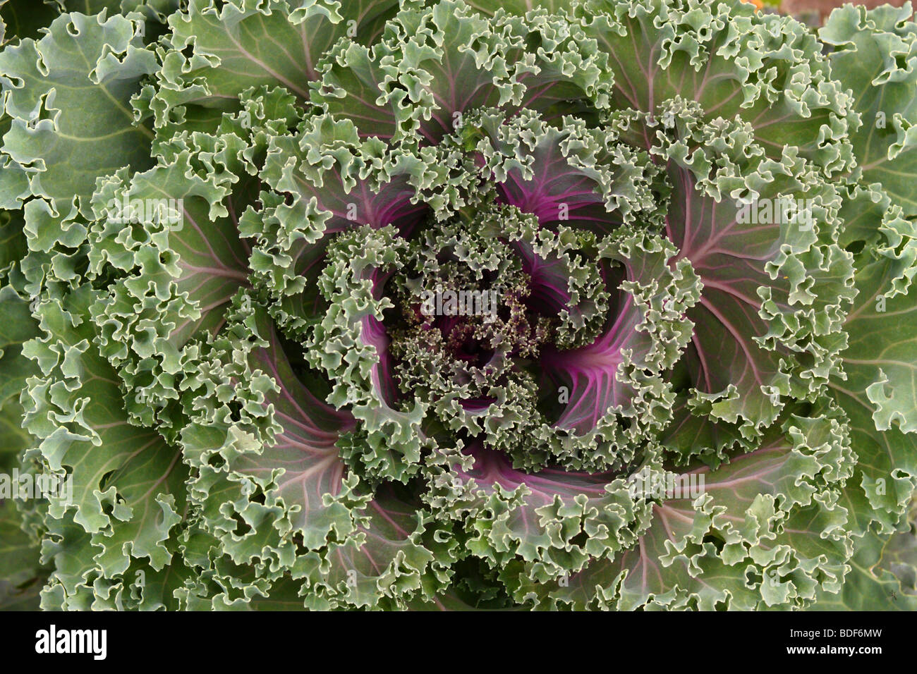 Chou ornemental close up Brassica oleracea Banque D'Images