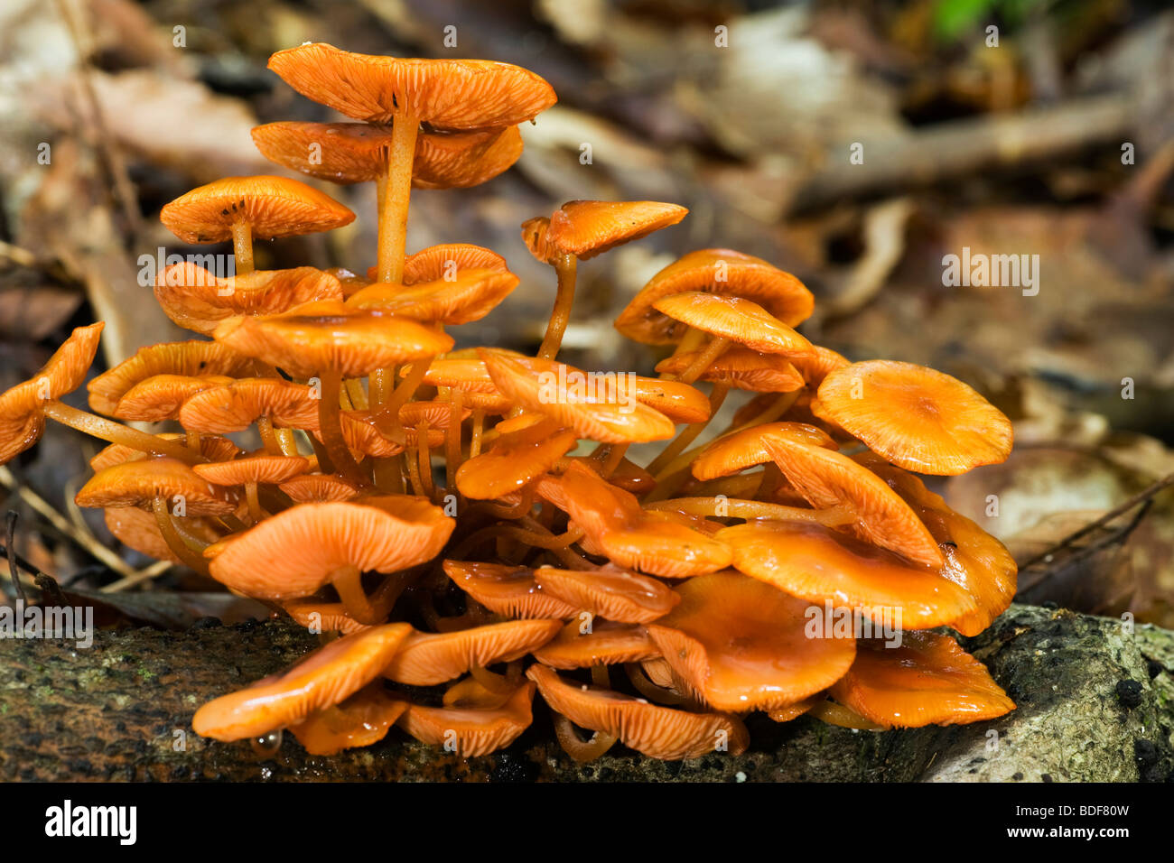 Close-up de minuscules champignons orange - Pisgah National Forest, à proximité de Brevard, Caroline du Nord. Banque D'Images