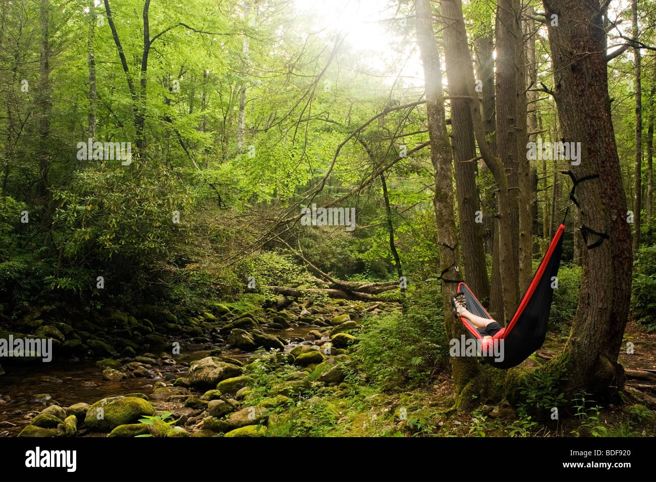 Woman relaxing in hammock près de River - Pisgah National Forest, à proximité de Brevard, Caroline du Nord. Banque D'Images