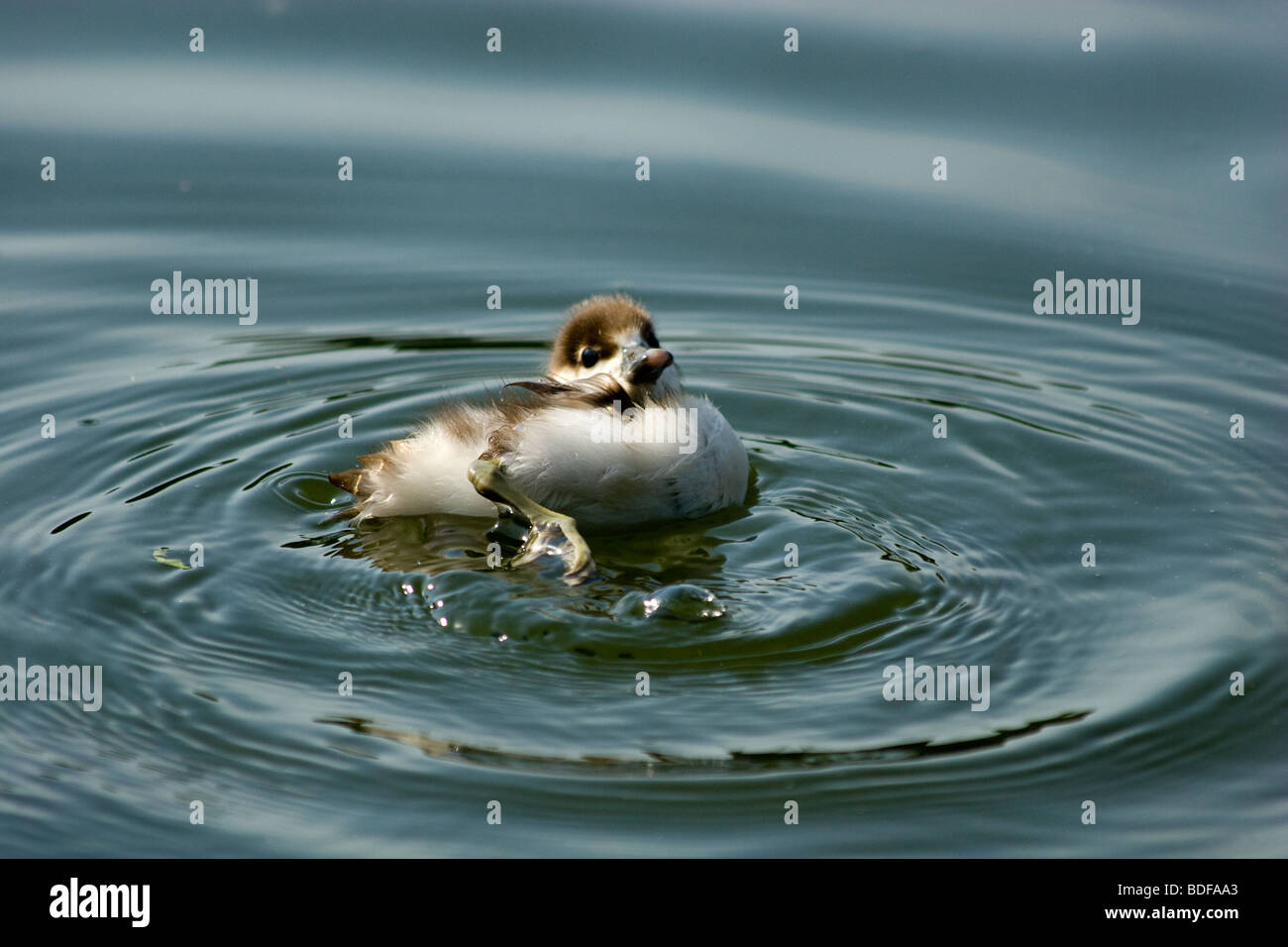 Des oiseaux sauvages dans un habitat naturel. La photographie de la faune. Banque D'Images