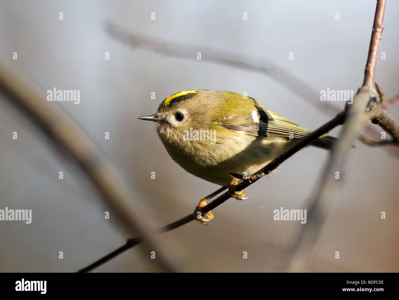 Regulus regulus Goldcrest Banque D'Images