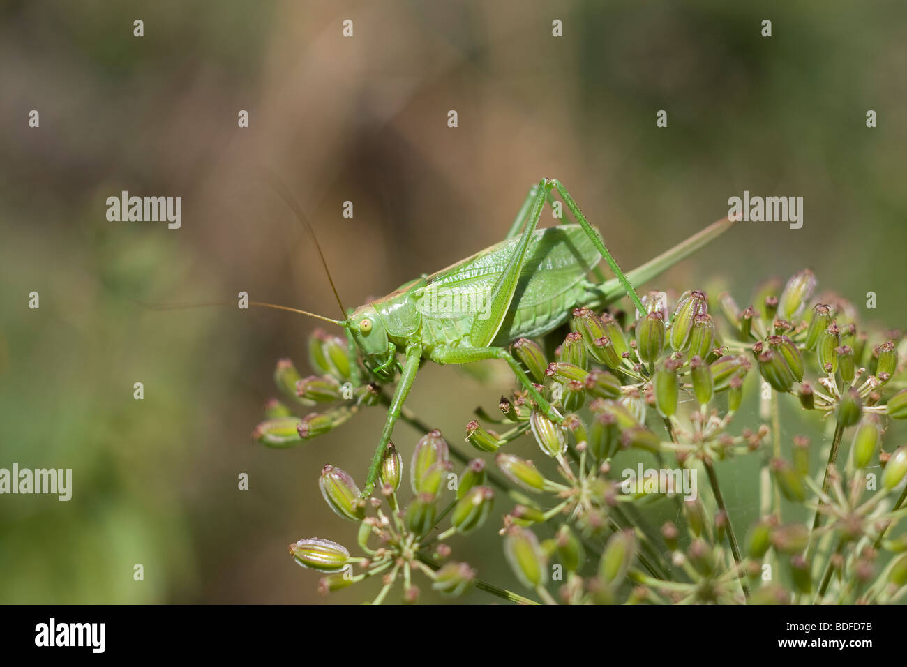 Grande Charte Verte Tettigonia viridissima Bush-cricket Banque D'Images