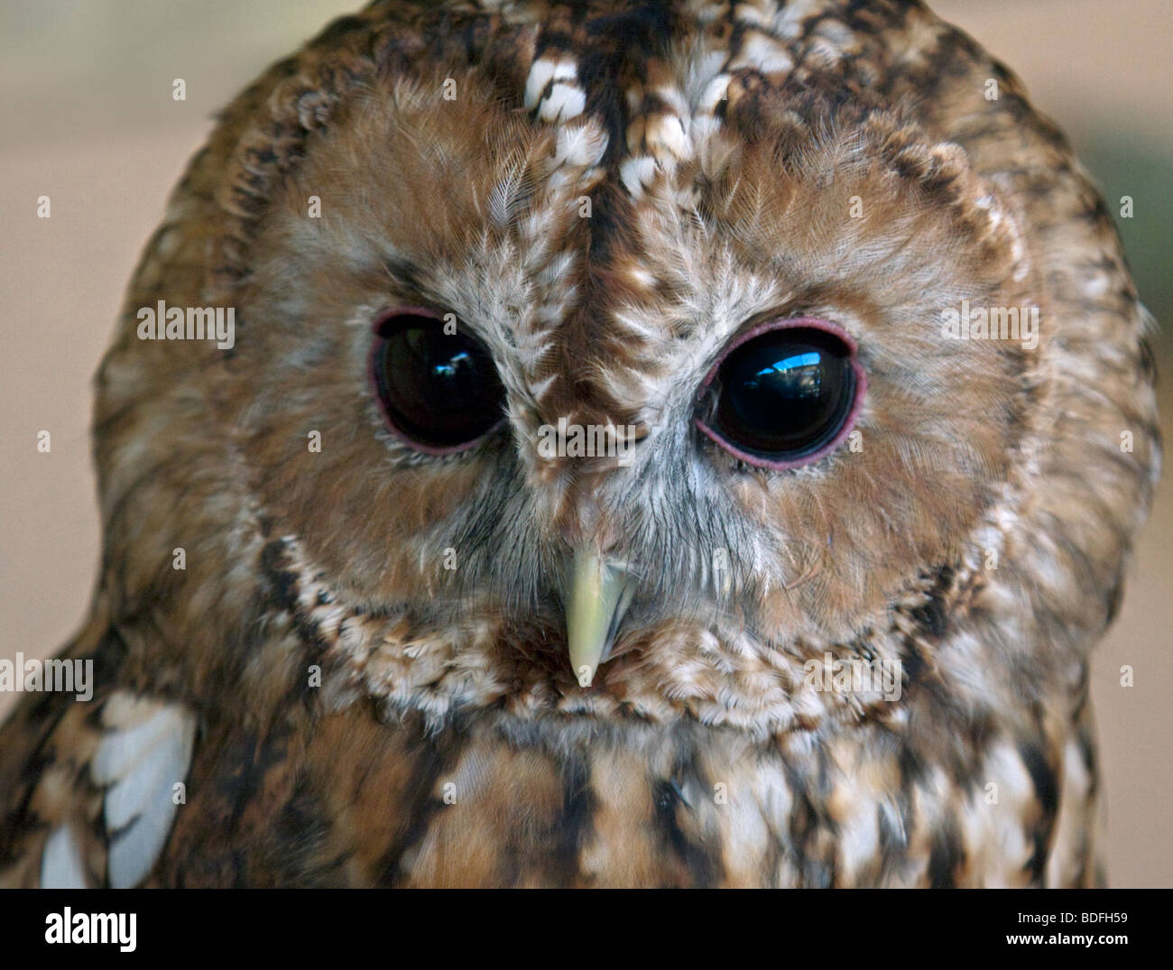 Tawny Owl (Strix Aluco enr.) portrait Banque D'Images