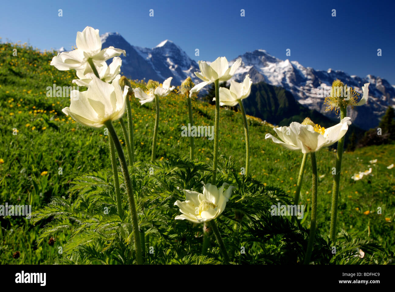 Anémone pulsatilla alpina (Alpen) en face de la montagne Eiger, Moench, Jungfrau, Alpes Bernoises, Schynige Platte, Suisse Banque D'Images