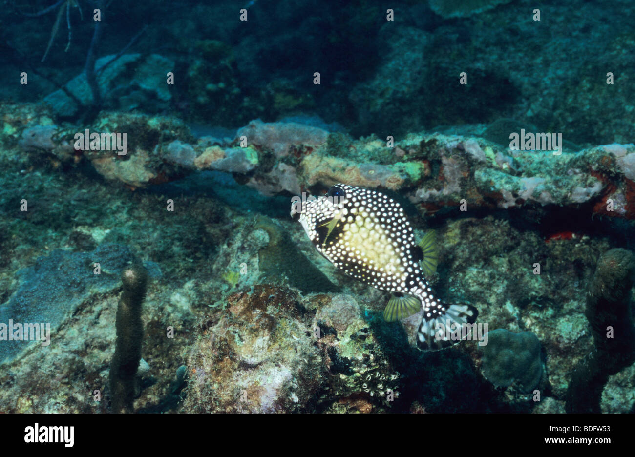 Poissons Sous-marin au large de l'île de la Grenade. Banque D'Images