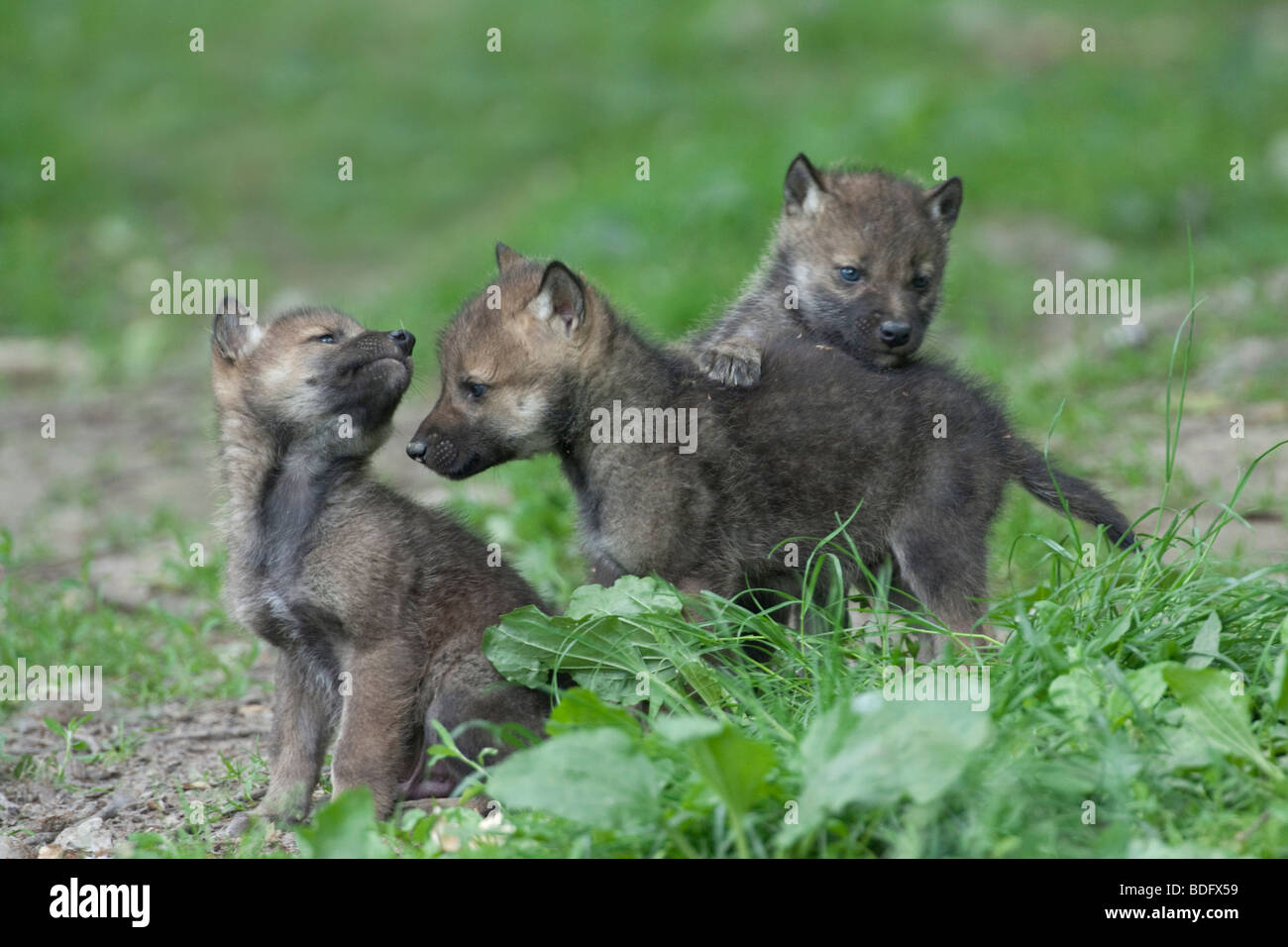 Les loups (Canis lupus), jouer les jeunes, Tierpark Sababurg, Warburg, Hesse du Nord, Allemagne, Europe Banque D'Images