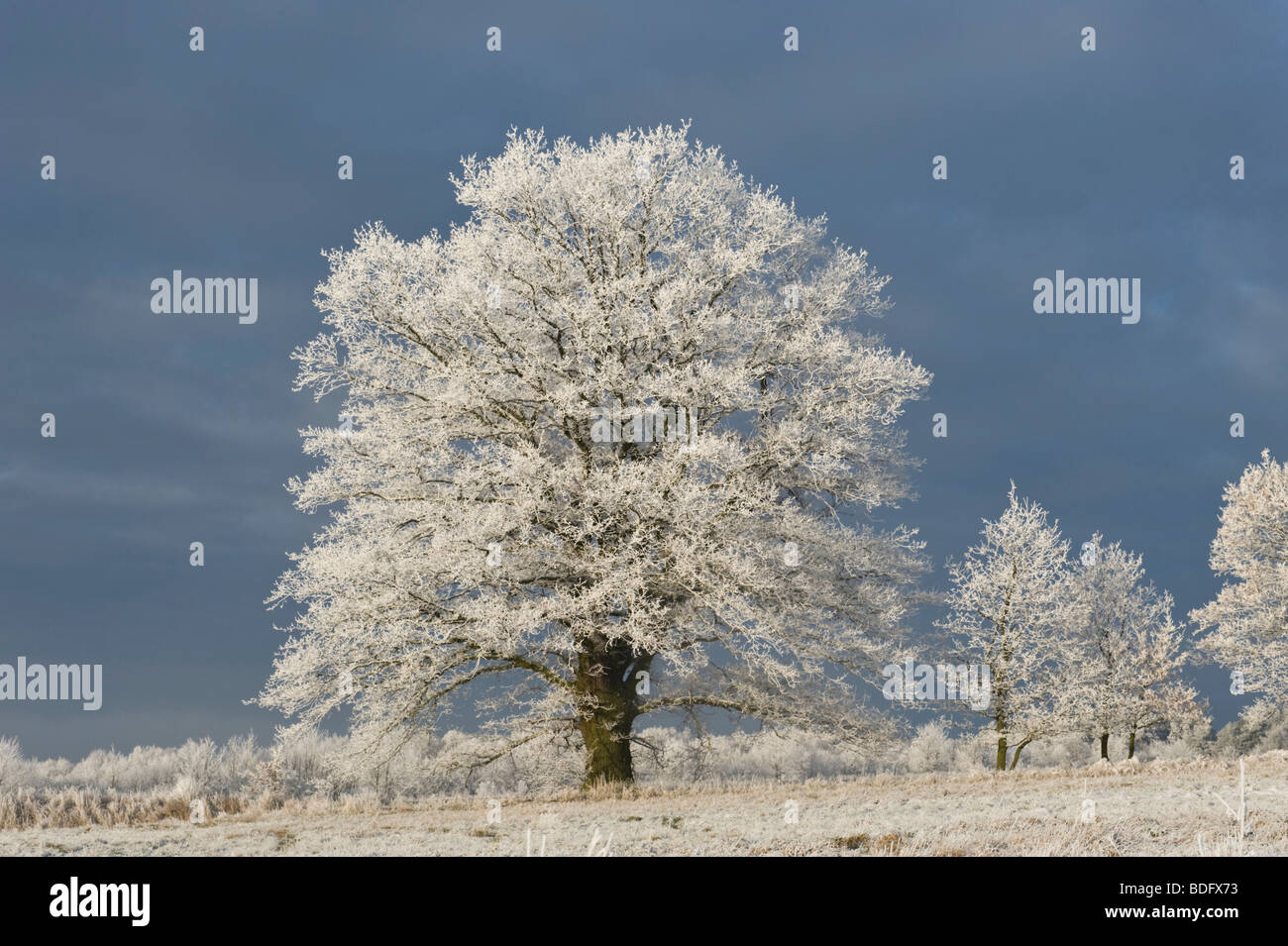 Chêne avec de la gelée blanche, Doernhagen, Hesse du Nord, Allemagne, Europe Banque D'Images