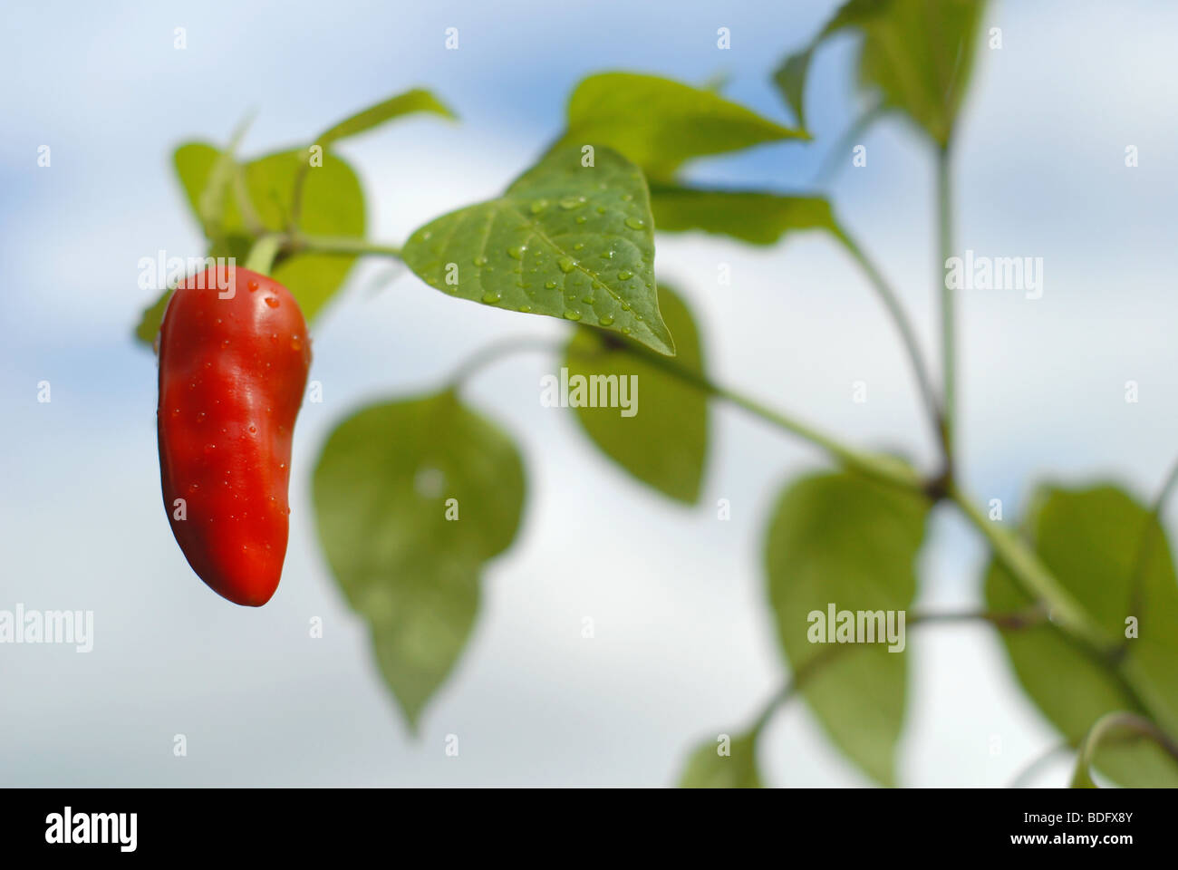 Chili ou plante capsicum Banque D'Images