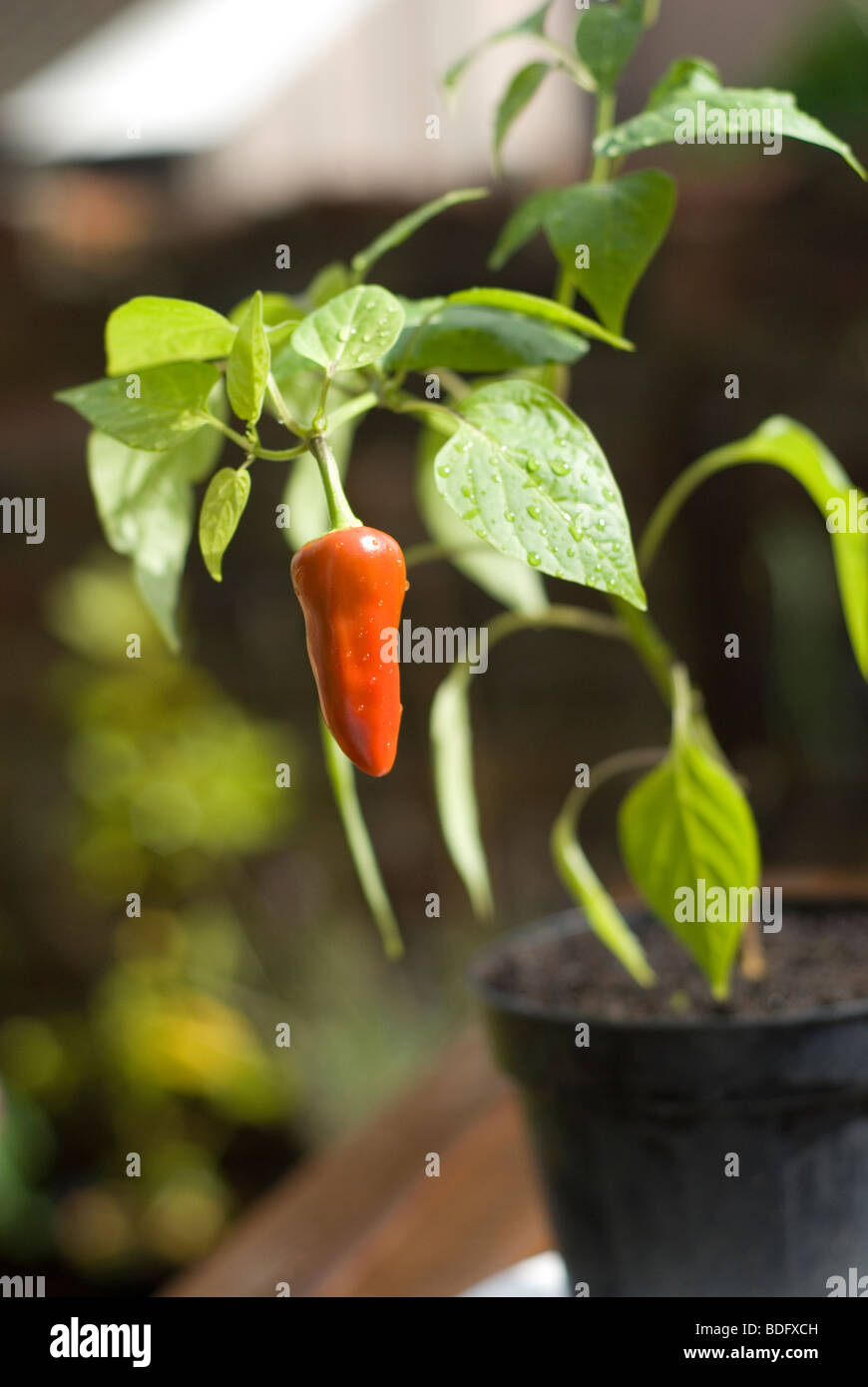 Chili ou plante capsicum Banque D'Images
