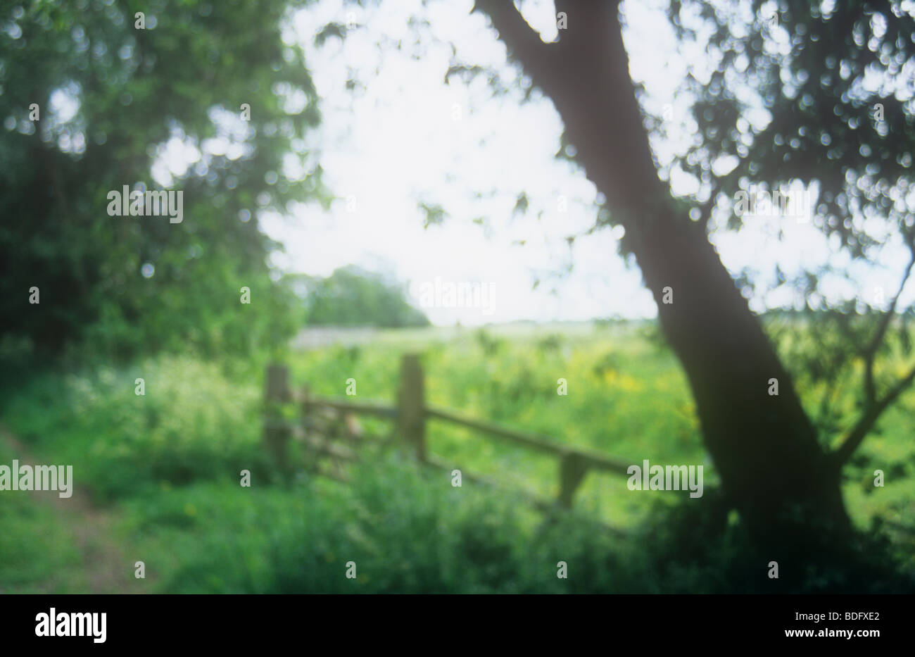 Vue impressionniste de pays voie avec la ferme du bois et clôture avec buttercup meadow cow parsley et arbres au printemps Banque D'Images