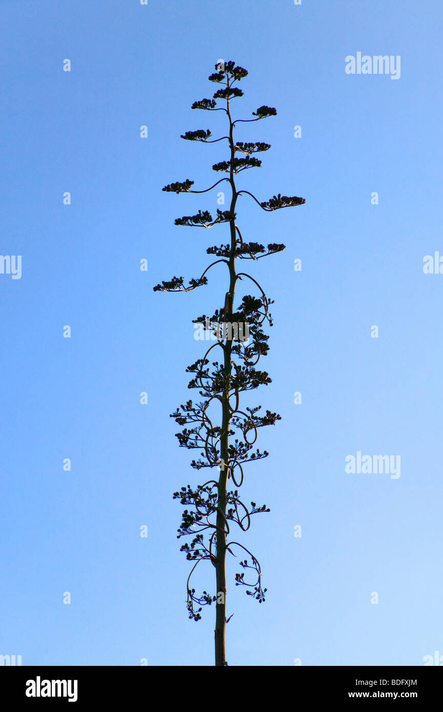 Un arbre isolé, Chili Banque D'Images