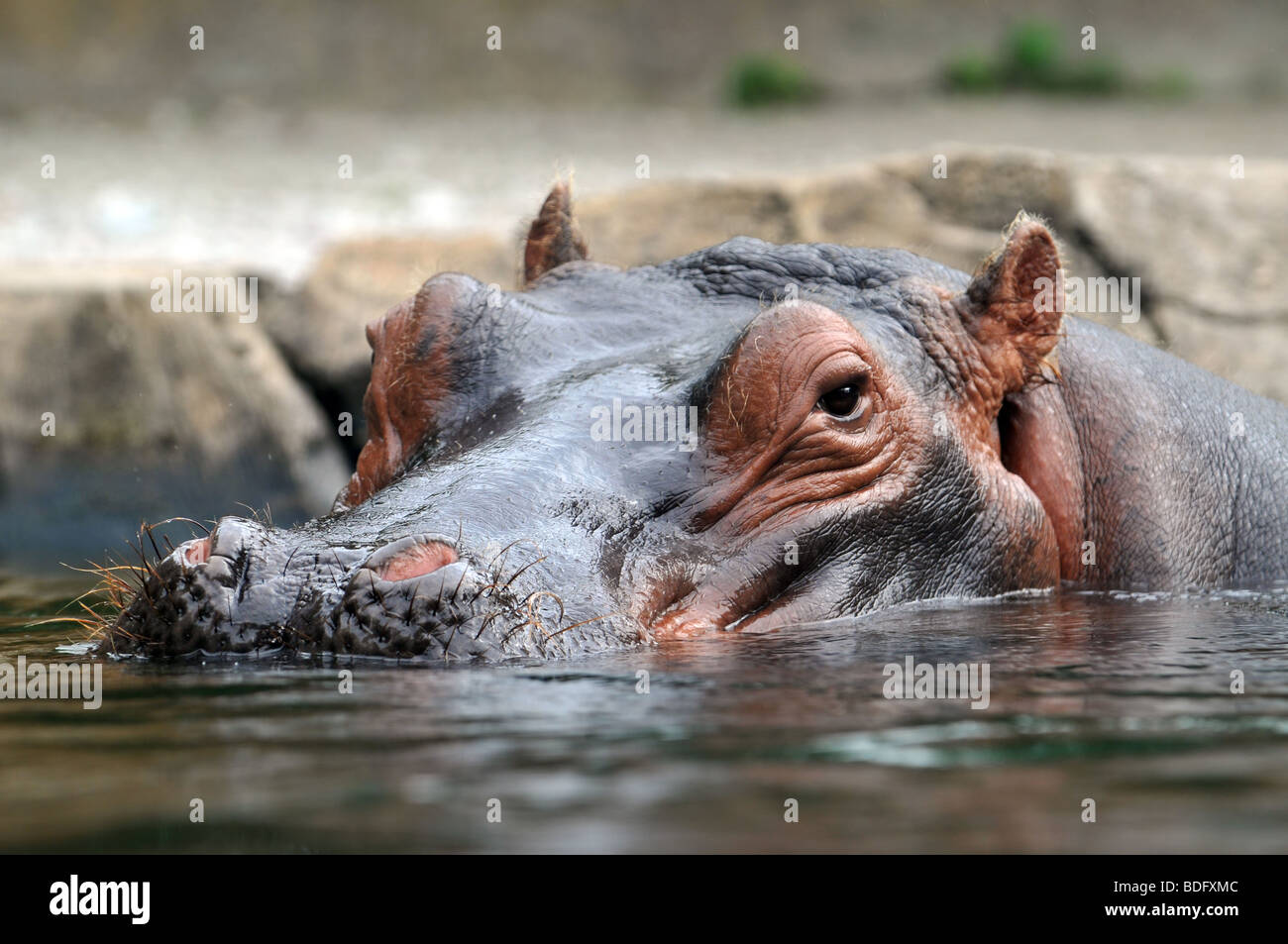 Chef de l'hippopotame partiellement immergé dans l'eau Banque D'Images