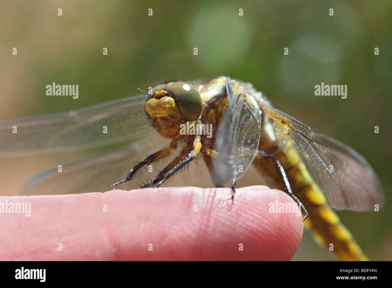 Close Up d'un Broad-Bodied immatures Libellula depressa Libellule Chaser reposant sur un doigt de personnes Banque D'Images