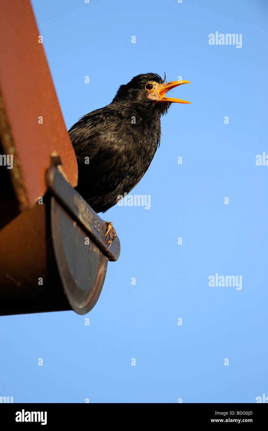 Blackbird Singing (Turdus merula), homme, sur la gouttière Banque D'Images