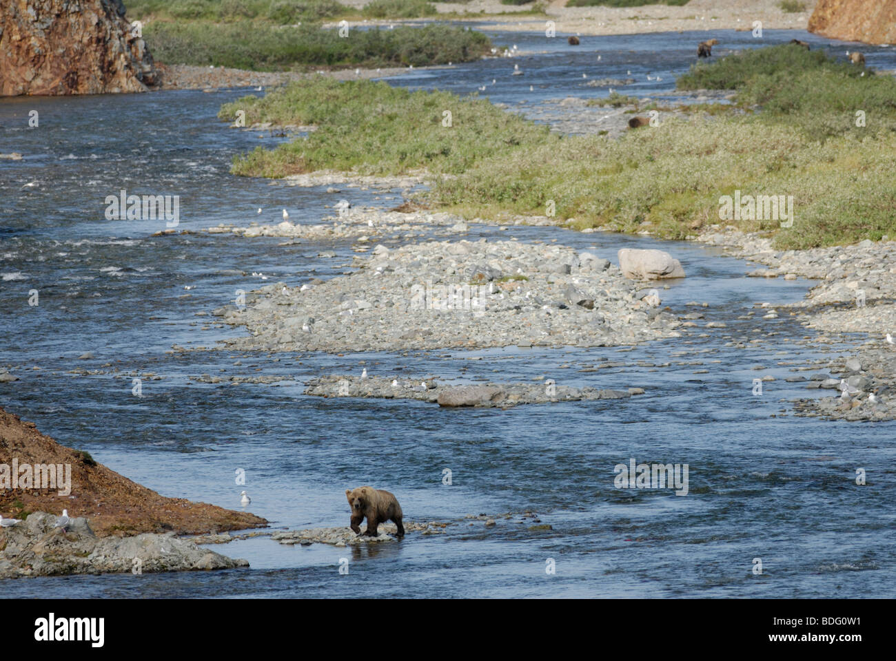 L'OURS BRUN (GRIZZLI), Ursus arctos horribilis, sur une rivière, Katmai National Park, Alaska Banque D'Images