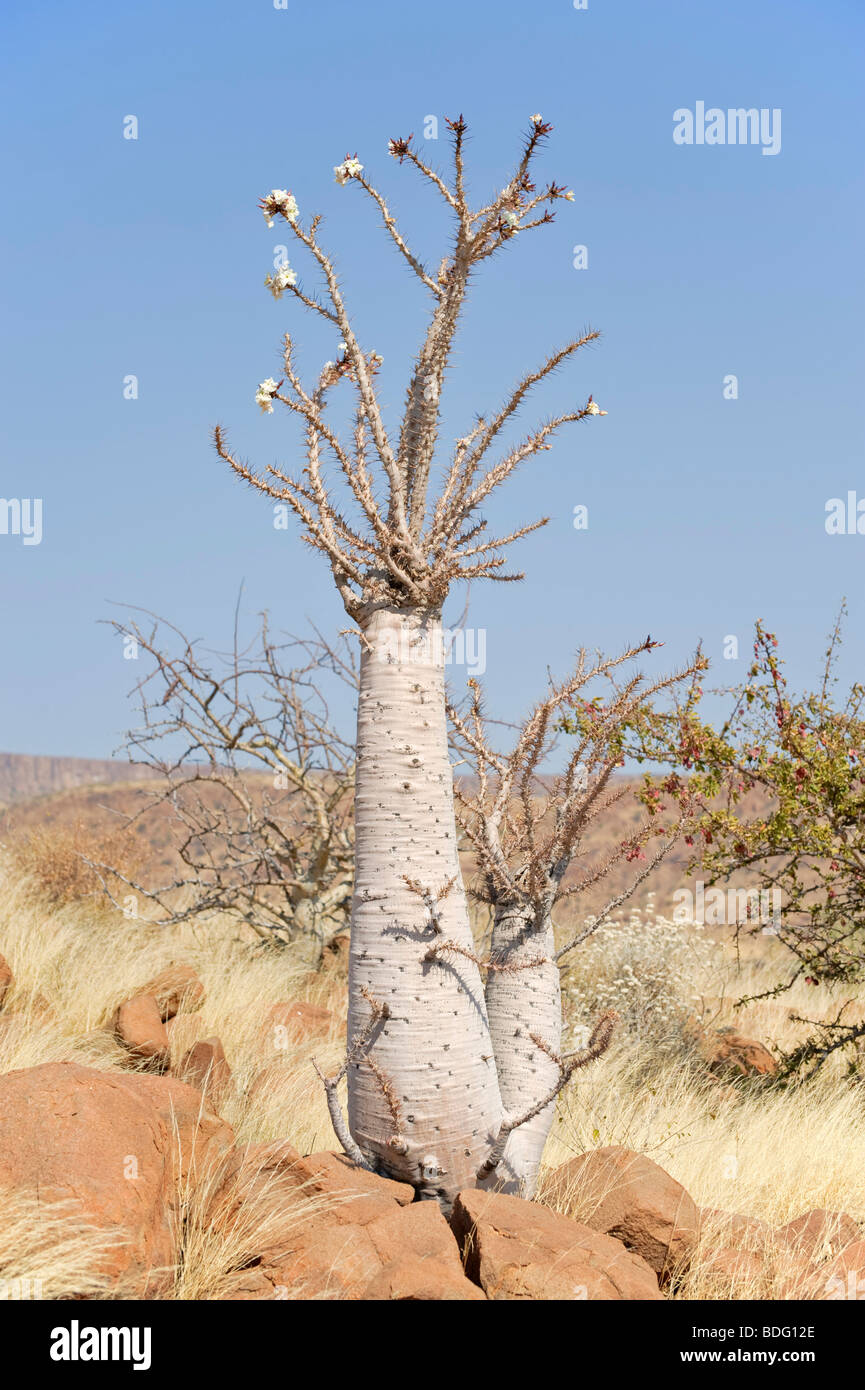 Bouteille floraison Pachypodium lealii (arbre) à la montagne Grootberg, Namibie, Afrique du Sud Banque D'Images