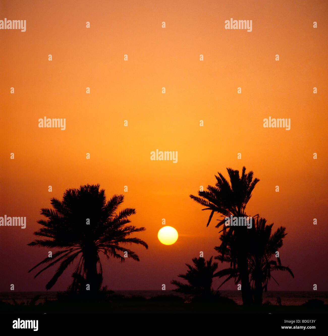 Djeddah Arabie Saoudite Date Palm au coucher du soleil Banque D'Images