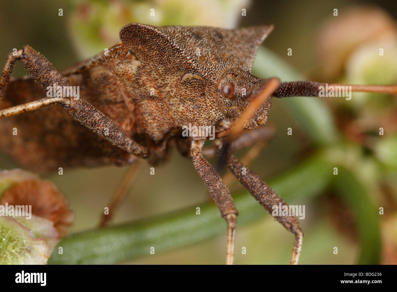 Shield bug ou bogue dock (coreus marginatus). c'est un gros plan extrême d'un adulte. Banque D'Images