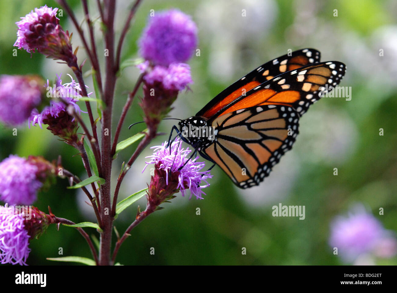 Le monarque à nectar des fleurs dans un habitat naturel. Banque D'Images
