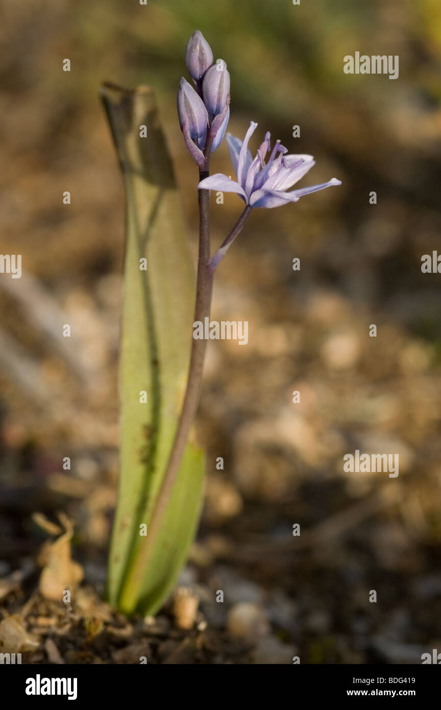 Seul lily à feuilles (Scilla monophyllos) Banque D'Images