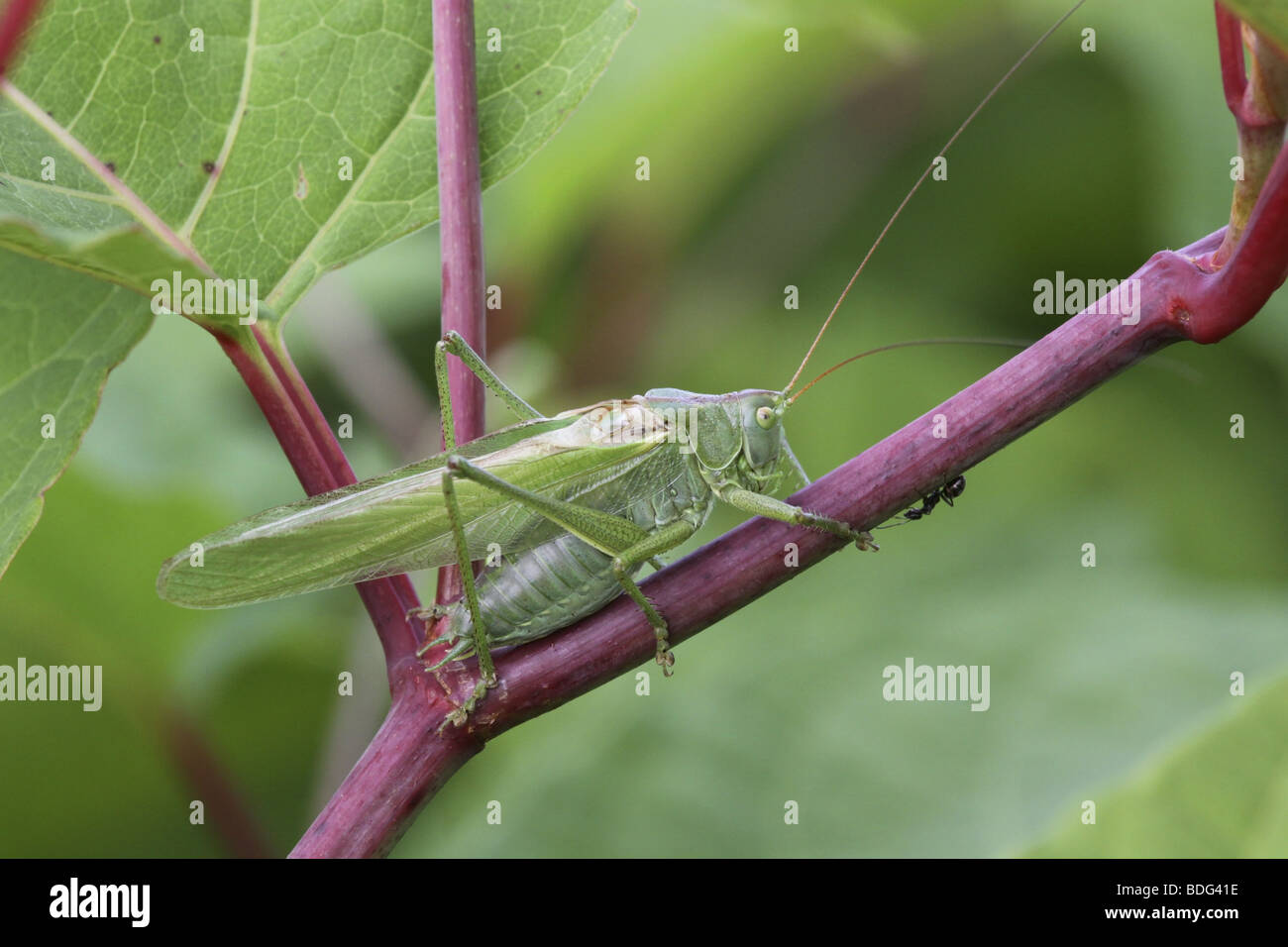 La Grande Charte Verte Bushcricket Banque D'Images